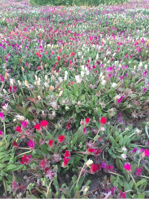 멕시칸피튜니아,페츄니아,페투니아,관상용꽃,mexicanpetunia,꽃,flower