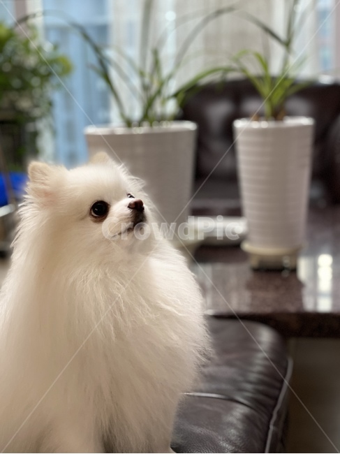 강아지,동물,애완견,dog,puppy