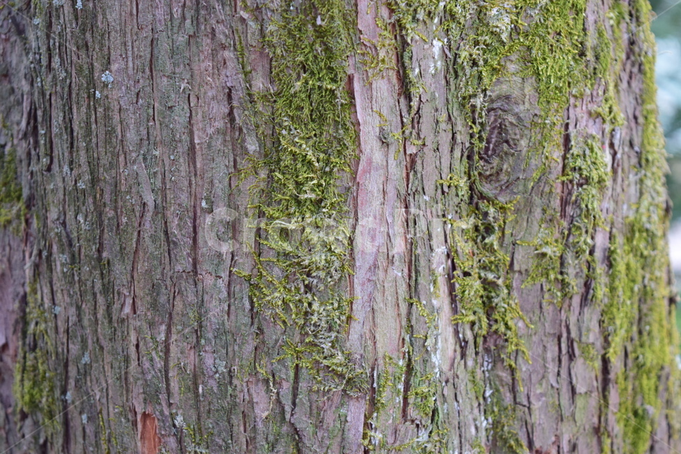 나무,자연,이끼,tree,wood