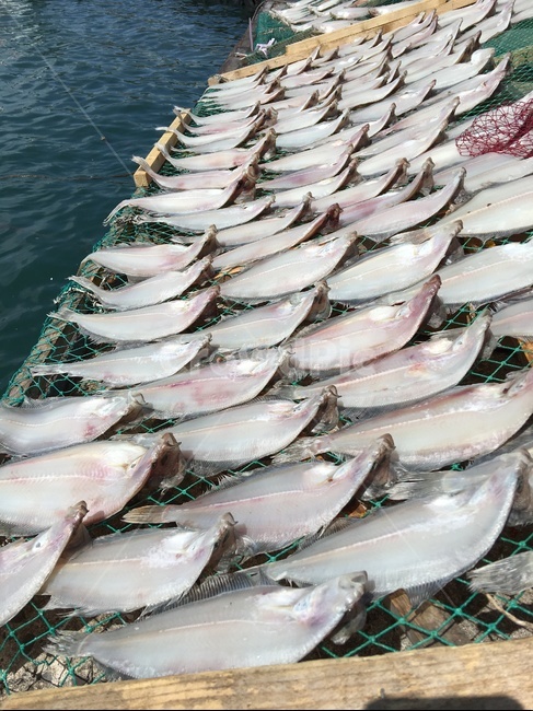 dry,fish,말린,생선,바다,sea,sunny