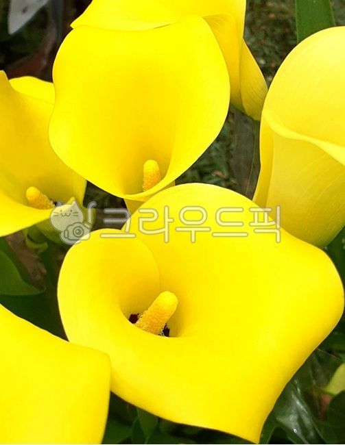 카라,노란꽃,꽃,카라꽃,yellowflower,flower,plant,blossom,배경화면,바탕화면