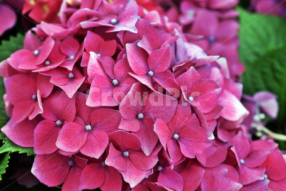수국,계절,여름,자양화,수구화,일본,떨기나무,hydrangeamacrophylla,원예품종
