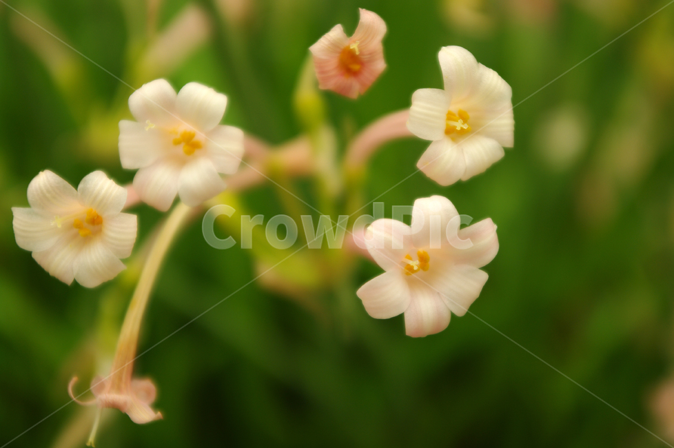 꽃,flower,식물,color,키르탄더스,식물,자연,plants,nature,꽃,flower