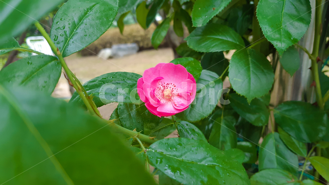 flower,꽃,blossom,plant,식물,신정호