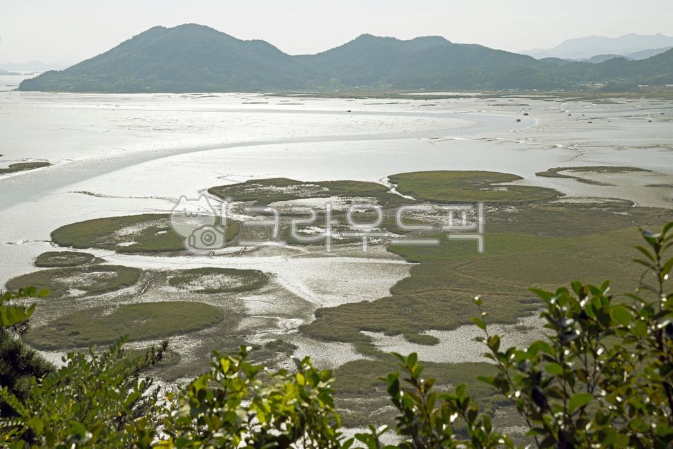 Suncheon Bay reed colony,Suncheon Bay Wetland,Circular reed colony,Suncheon Bay Tidal Flat,Suncheon Bay,foreshore,marsh,world natural heritage