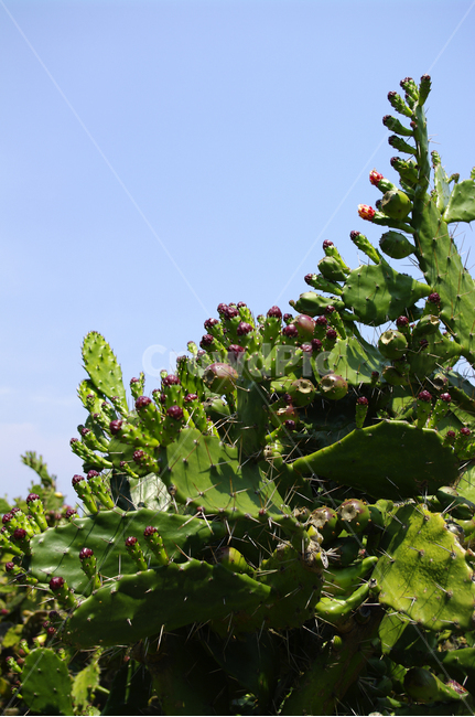 하늘,선인장,가시,식물,plant,식물,자연,plants,nature