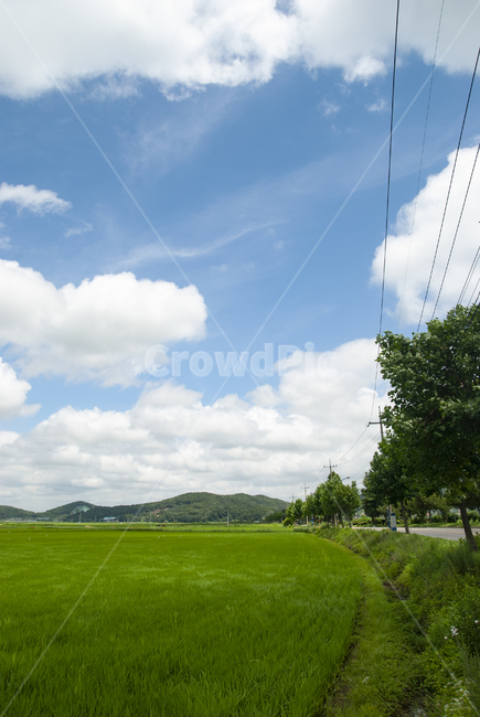논밭,논,하늘,구름,시골,안면도,field,들,grassland,목초지,outdoors,옥외,nature,자연