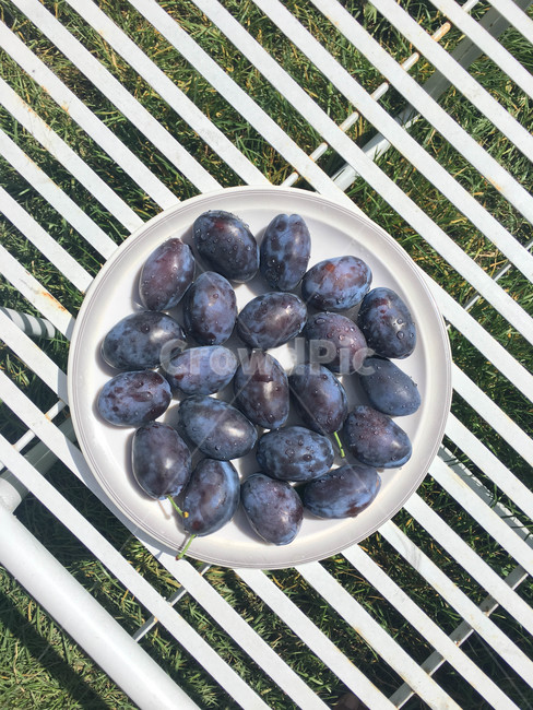 과일,자두,보라색,라인,plum,prune,fruit,purple,table,line,circle,테이블,접시,잔디밭,훈자,Hunza,카리마바드,파키스탄,음식,식재료,요리,food,cook,meal,dishes,food reserves,과일,열매,fruit