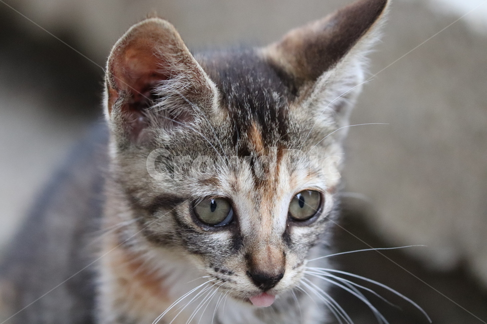고양이,새끼고양이,cat,cute,동물,동물,animal,포유류,mammal,고양이,cat,kitten,kitty