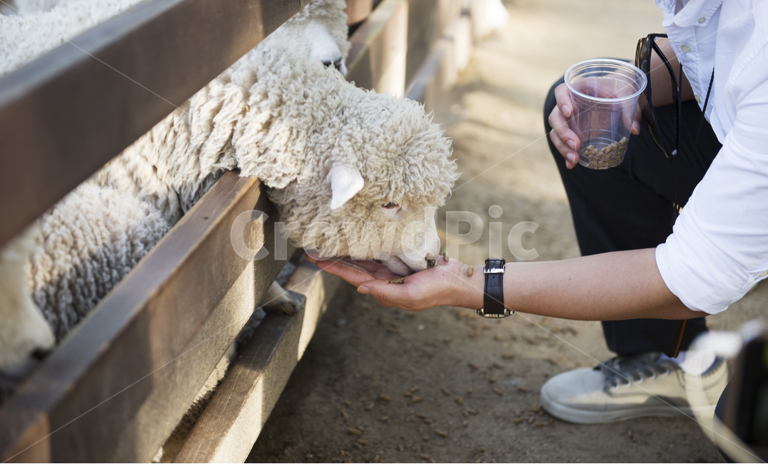 동물,양,울타리,대관령,먹다,먹이,손,anial,lamb,sheep,breed,feed,hand,eat,handandlamb,동물,animal,포유류,mammal,산업,industry,industrial,목축업,목장,livestock farming,ranching,pasture