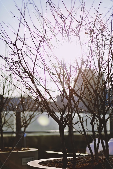 나무,플레어,햇빛,tree,sunlight,flare,식물,자연,plants,nature,나무,trees,wood,휴식,힐링,rest,relaxation,healing