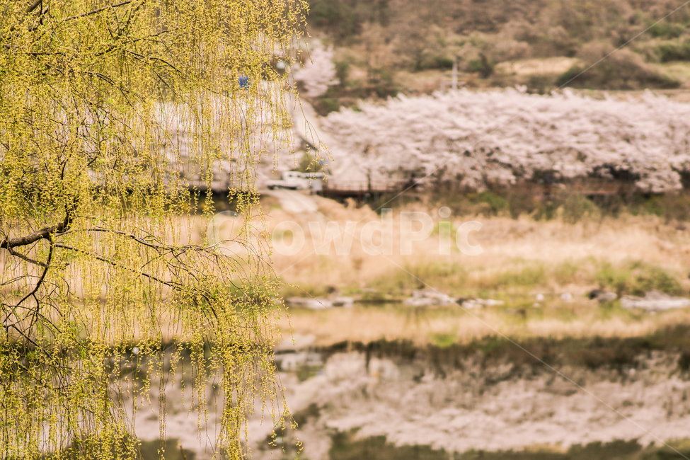 벚꽃,꽃,봄,나무,버드나무,강,봄,계절,spring,season,자연,풍경,nature,landscape,식물,plants,나무,trees,wood,감성,sensible,feeling,plant,tree