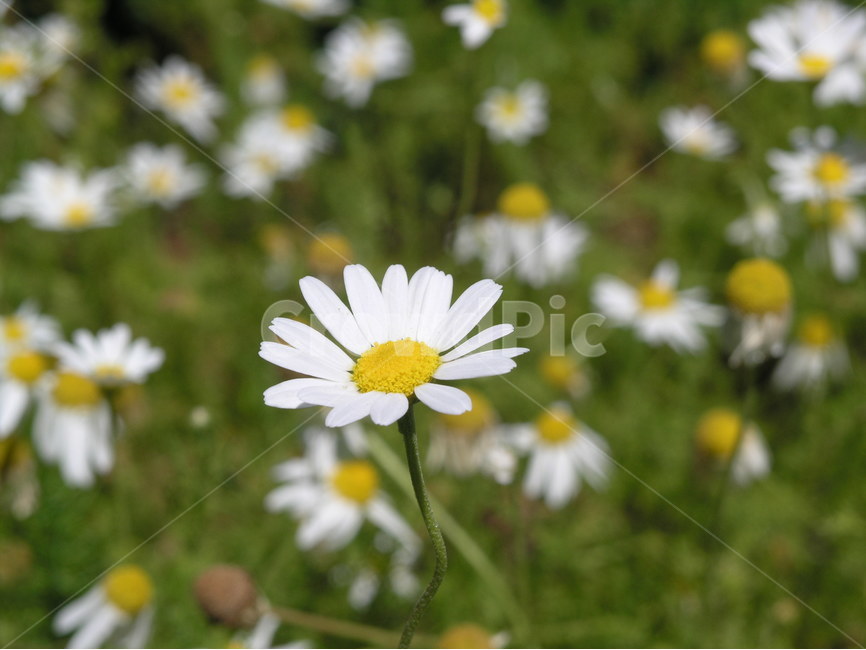 꽃,꽃밭,데이지,흰꽃,풍경,식물,자연,plants,nature,꽃,flower