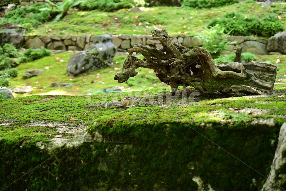 다람쥐,자연,동물,숲,squirrel