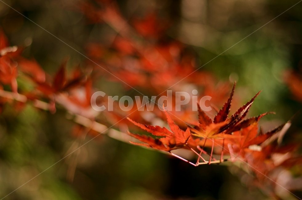 단풍,단풍잎,자연,빨간색,아웃포커스,클로즈업,풍경,가을,계절,fall,autumn,season,식물,자연,plants,nature,감성,sensible,feeling,leaf,잎,plant,tree,나무