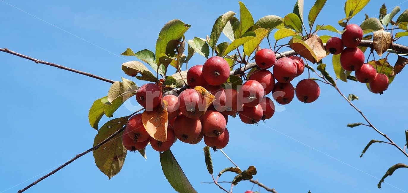 plant,식물,fruit,과일,나무,tree,열매,붉은,과일,열매,fruit