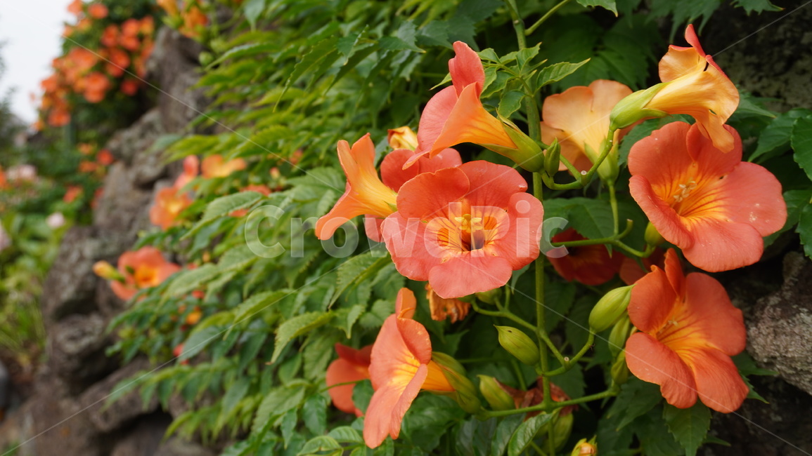 식물,꽃,능소화,제주도꽃,flower,식물,자연,plants,nature,꽃,flower