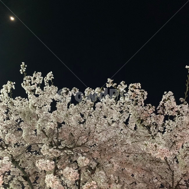 밤,벚꽃,밤벚꽃,하늘,벚꽃하늘,식물,자연,plants,nature,꽃,flower
