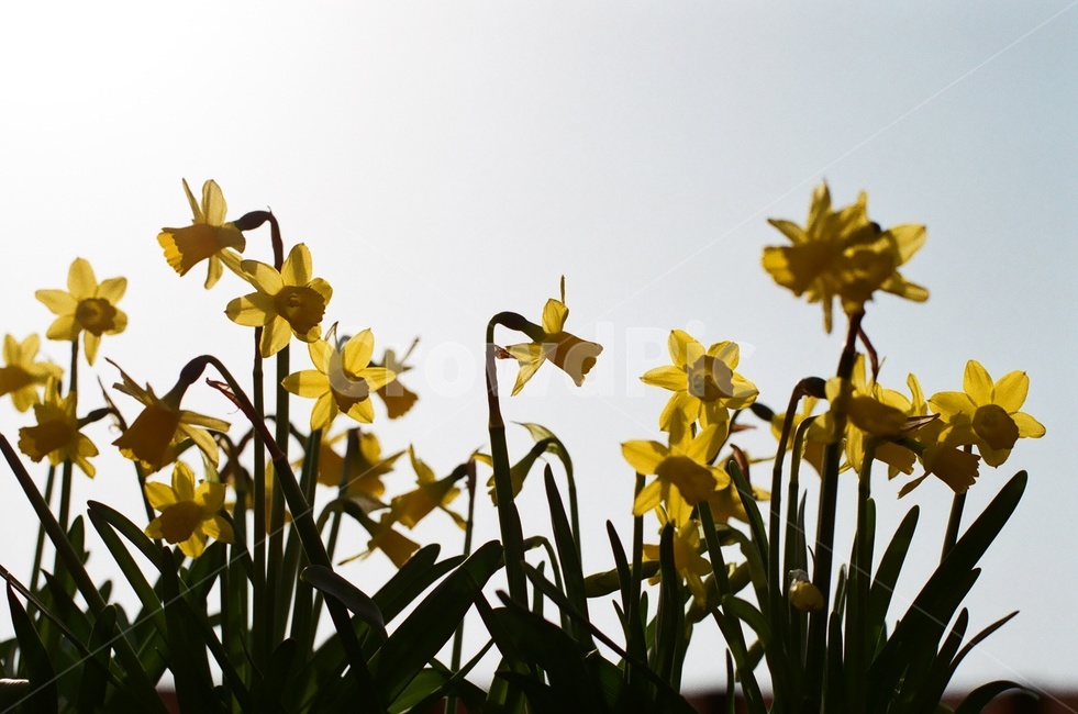 필름카메라,필름사진,노란색,꽃,봄,식물,자연,plants,nature,꽃,flower