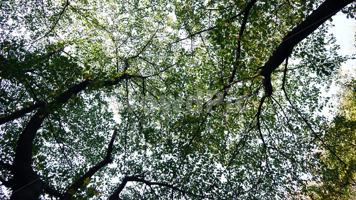 나무,나뭇잎,초가을,가을,자연,leaves,trees,nature,autumn,fall,식물,자연,plants,nature,나무,trees,wood