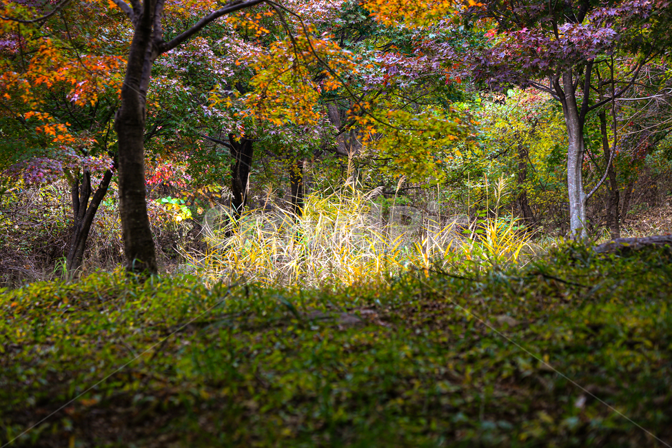 tree,나무,식물,나무줄기,plant,자연,풍경,nature,landscape