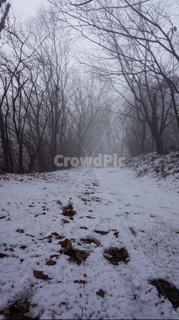 나무,숲,산,안개,겨울,눈