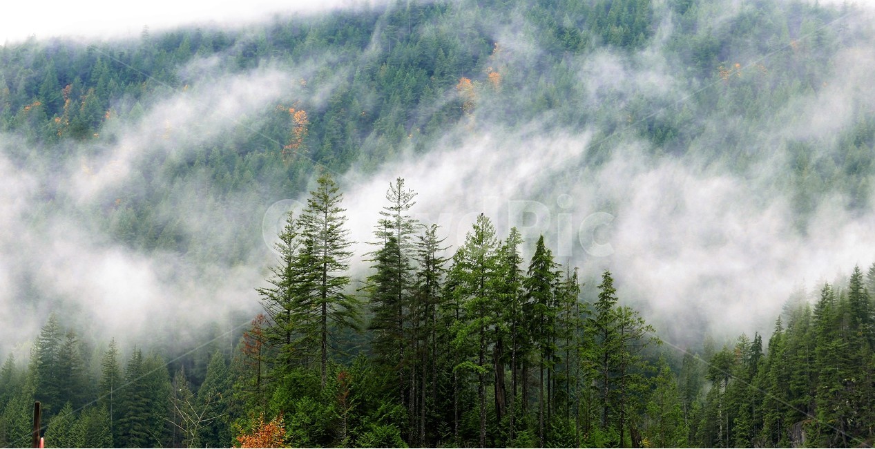 산,안개,소나무,신비,대자연,자연,풍경,nature,landscape,해외,외국,세계,foreign,oversea,world,세계자연풍경,해외자연풍경,외국자연풍경,world nature landscape,abies,아비,plant,식물,tree,나무,fir,전나무