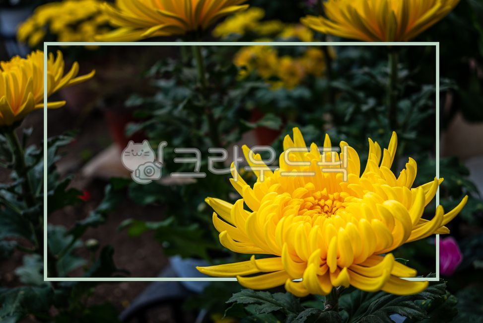 texture,copyspace,square box,column,text box,orchid flower,flower,square,background,copy space,squarebox,frame