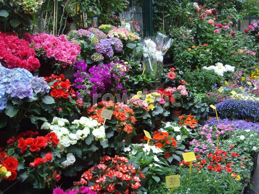 blossom,geranium,제라늄,plant,식물,flower,꽃,옥외,outdoors