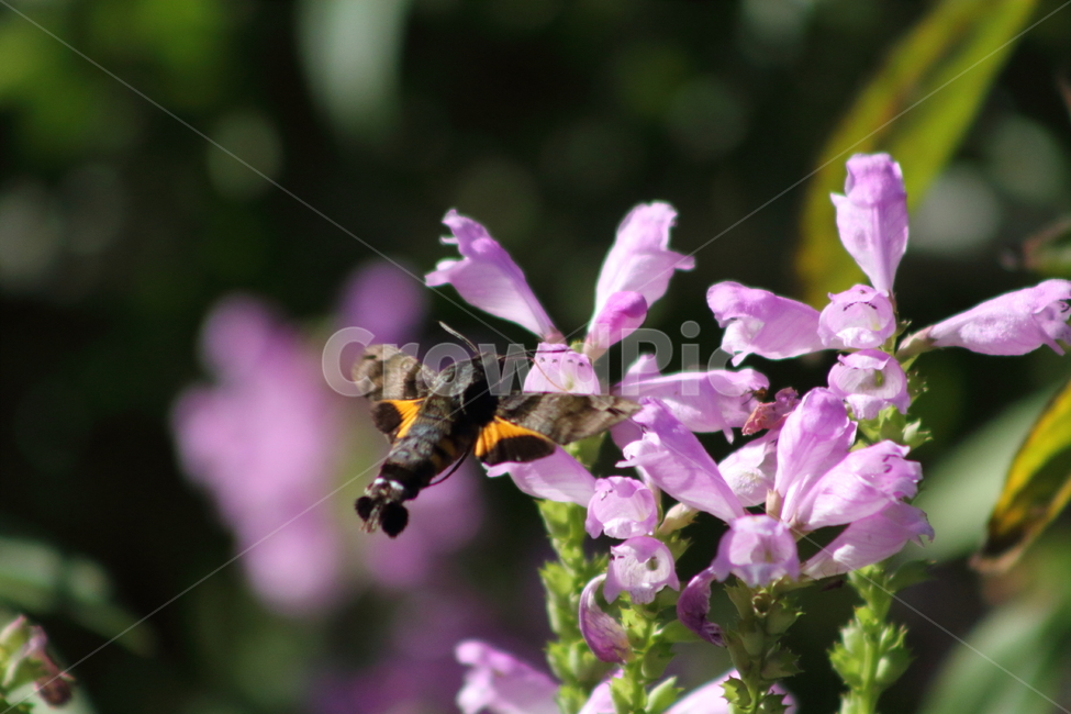 꽃범의꼬리,박각시나방,곤충,hawkmoth,physostegiavirginiana,식물,자연,plants,nature,꽃,flower,동물,animal,곤충,벌레,insect,bug