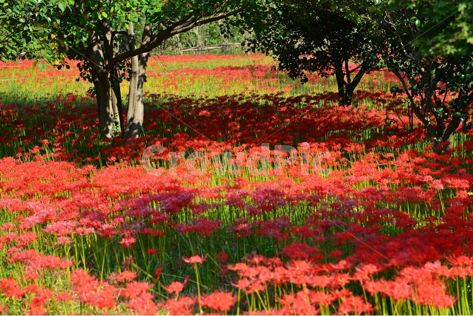outdoors,옥외,leaf,잎,tree,나무,treetrunk,나무줄기,plant,식물,flower,blossom,꽃,고창,선운사,상사화,꽃무릇,만개,아침