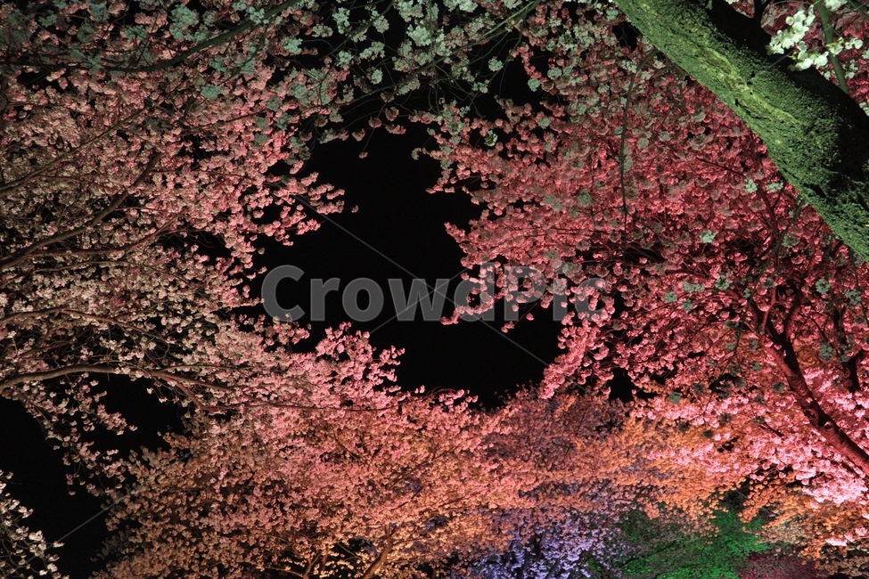 봄,벚꽃나무,벚꽃,밤야경,야경,자연,풍경,nature,landscape,야경,밤,nightscape,night,식물,plants,꽃,flower,나무,trees,wood,plant