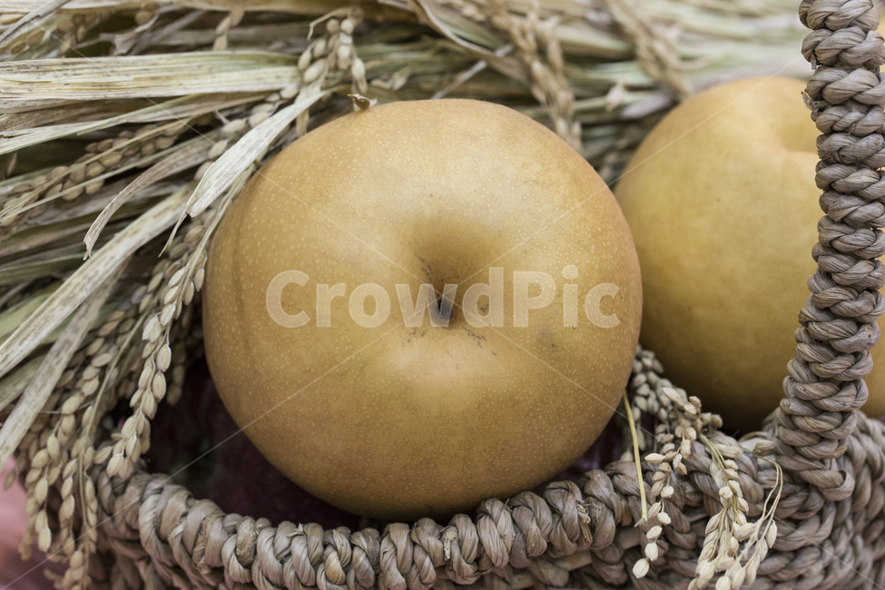 배,과일,열매,생과일,나주배,음식,식재료,요리,food,cook,meal,dishes,food reserves,과일,열매,fruit