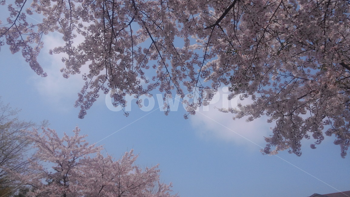 봄,벚꽃,풍경,꽃,하늘