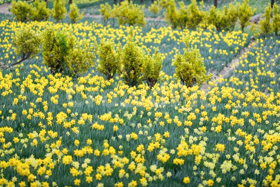 수선화,공곶이,꽃,봄,거제도,노란꽃,식물,자연,plants,nature,꽃,flower