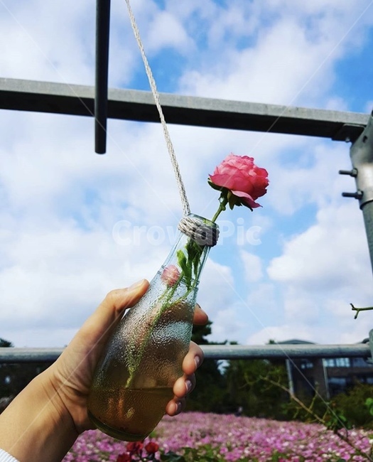 장미,꽃,flower,식물,rose