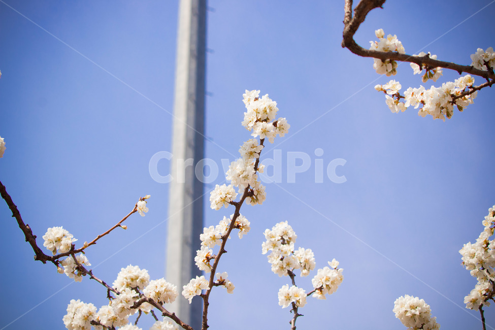 plant,식물,flower,꽃,blossom