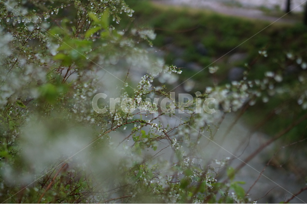 비,물방울,나무,조팝나무,흐림,봄,계절,spring,season,식물,자연,plants,nature,꽃,flower,비,비오는날,rain,rainy