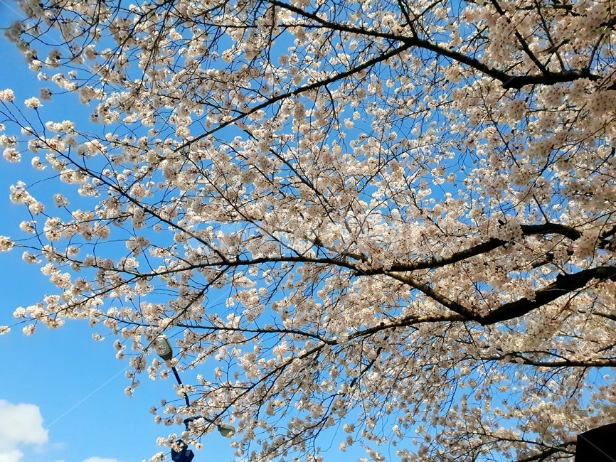 벚꽃,꽃,식물,cherryblossom,flower,blossom,plant,봄,자연,하늘
