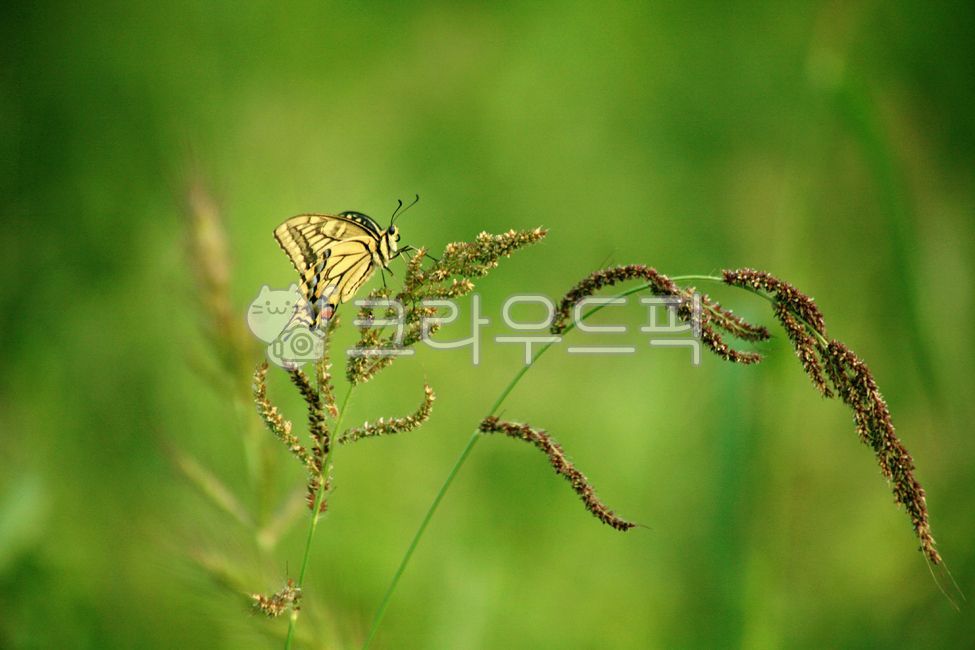 grass,papiliomachaon,swallowtail butterfly,coral swallowtail butterfly,grassland