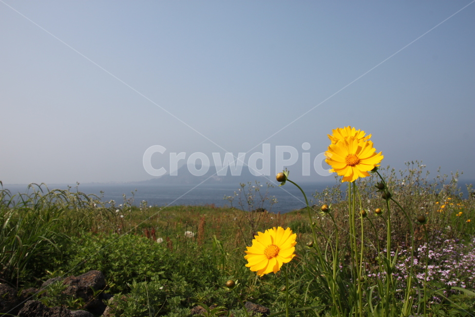 plant,식물,일출봉,바다,꽃,식물,자연,plants,nature,꽃,flower