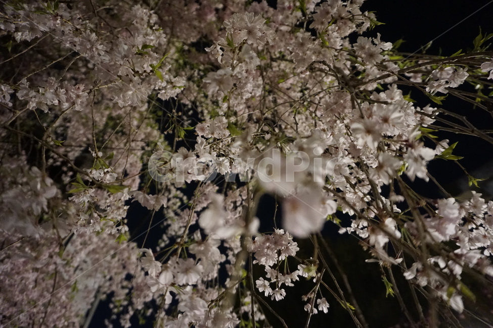 벚꽃,꽃,나무,봄,자연,cherryblossom,flower,tree,spring,nature,야경,밤,풍경,nightscape,night,landscape,식물,자연,plants,nature,꽃,flower,plant,blossom,cherry blossom