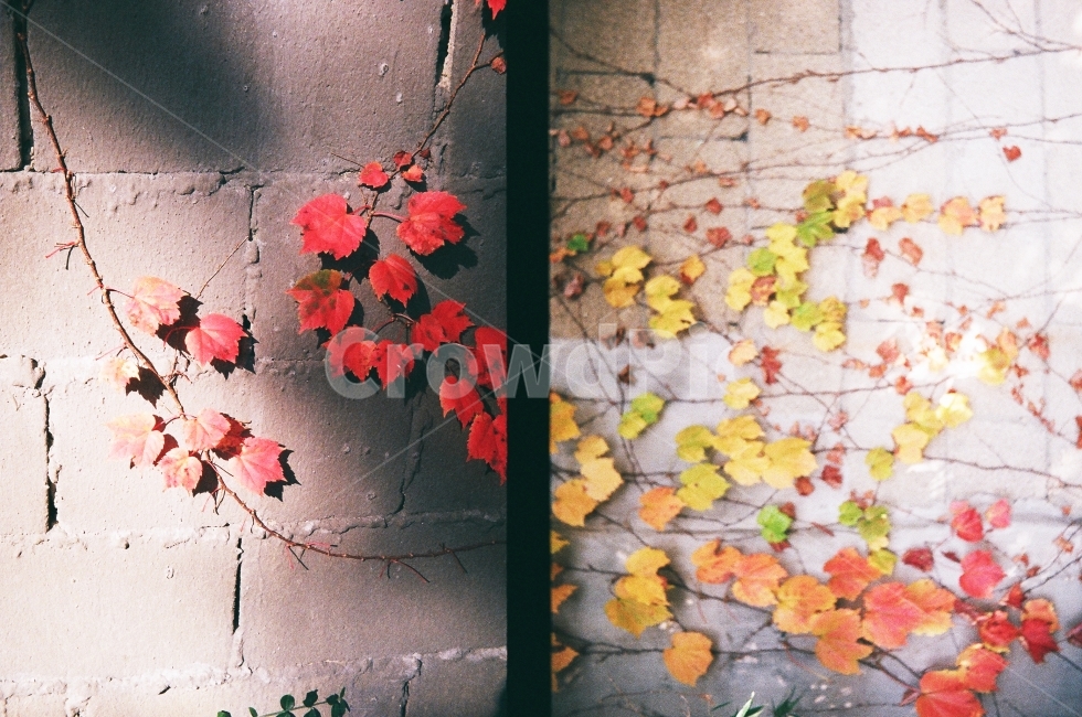 낙엽,가을,나뭇잎,칼라,감성사진,계절,fall,autumn,season,식물,자연,plants,nature,가을,계절,fall,autumn,season,식물,자연,plants,nature,감성,sensible,feeling,plant,leaf,잎,tree,나무
