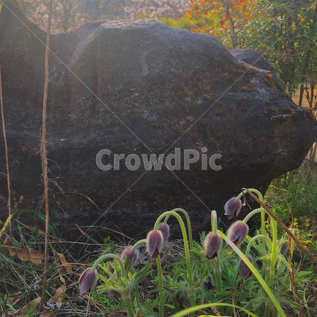 꽃,할미꽃,자연,바위,pasqueflower