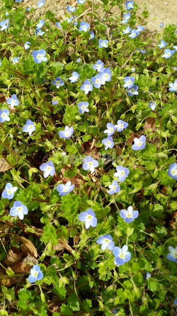 꽃,봄꽃,plant,blossom,flower,식물