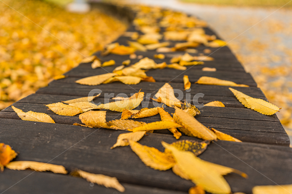 leaf,잎,plant,식물,가을,낙엽,autumn,fall,가을,계절,fall,autumn,season