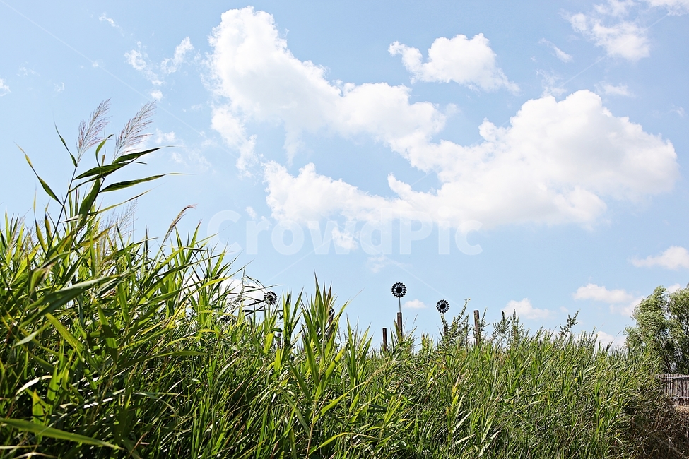 갈대,억새,식물,자연,하늘,구름,여름,생태공원,자연,풍경,nature,landscape,grass,잔디,plant