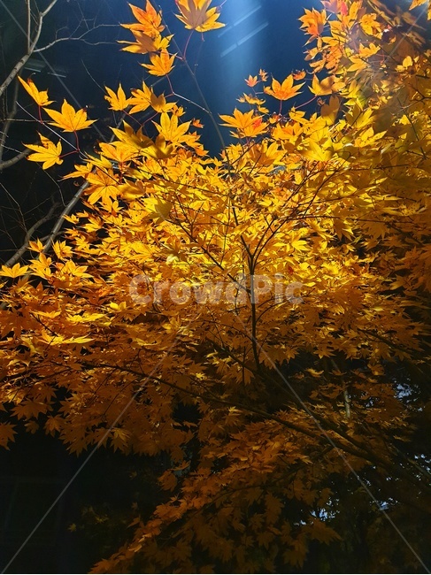 leaf,잎,plant,식물,maple,단풍,tree,나무,가을,계절,fall,autumn,season