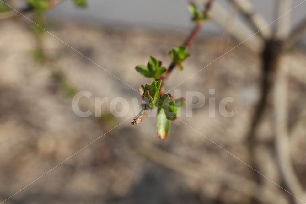 봄,새싹,버드나무,정원,접사,식물,자연,plants,nature