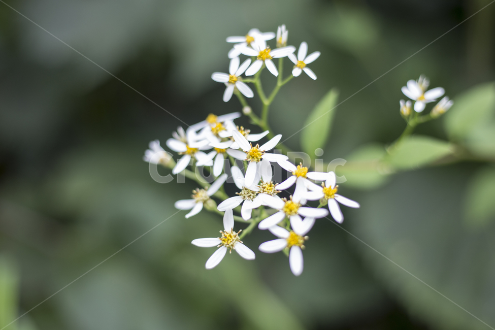 꽃,플라워,flower,꽃말,야생화,정원,파크,공원,park,참취꽃,Asterscaber,roughaster,식물,자연,plants,nature,꽃,flower